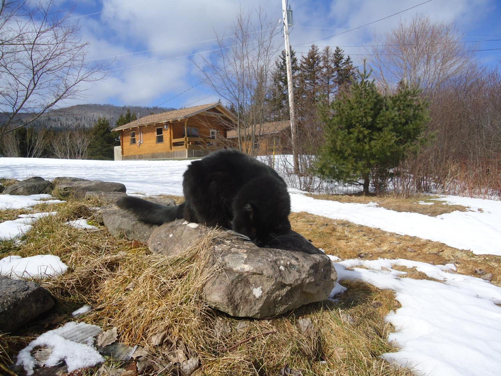 Cajun Cedar Log Cottages Margaree Forks Eksteriør bilde